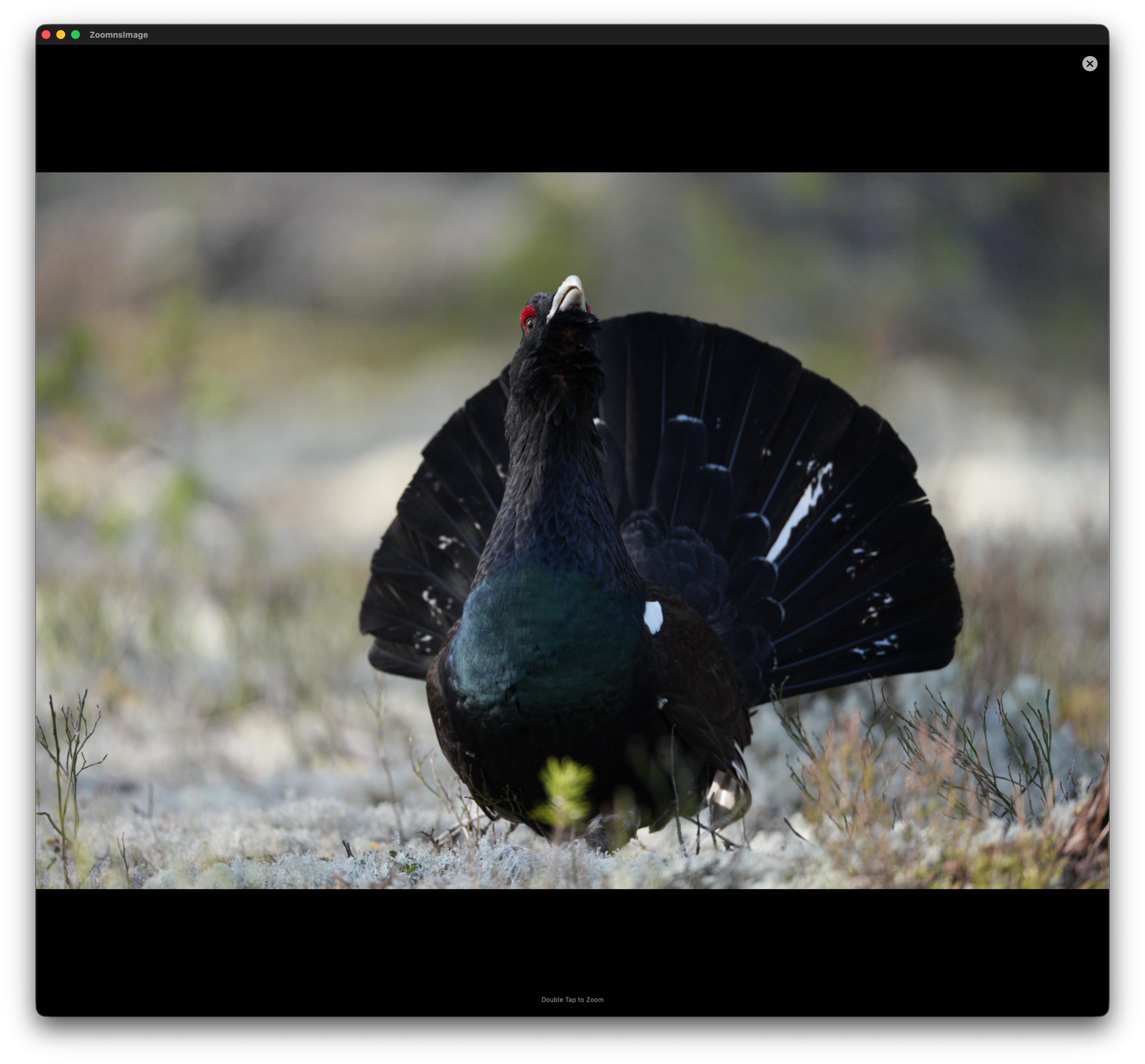 Detailed view without zoom